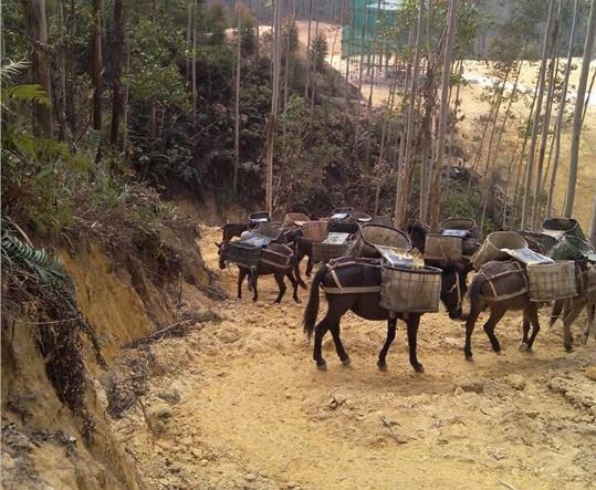黄埔区马帮山路运输