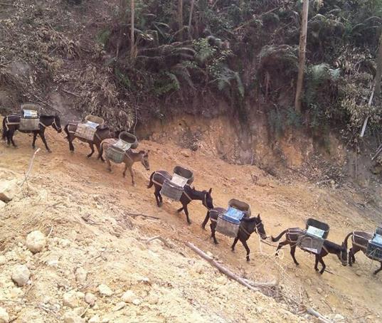 黄埔区山路马帮运输