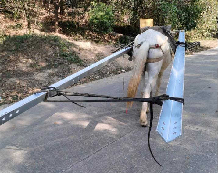 黄埔区马队搬运