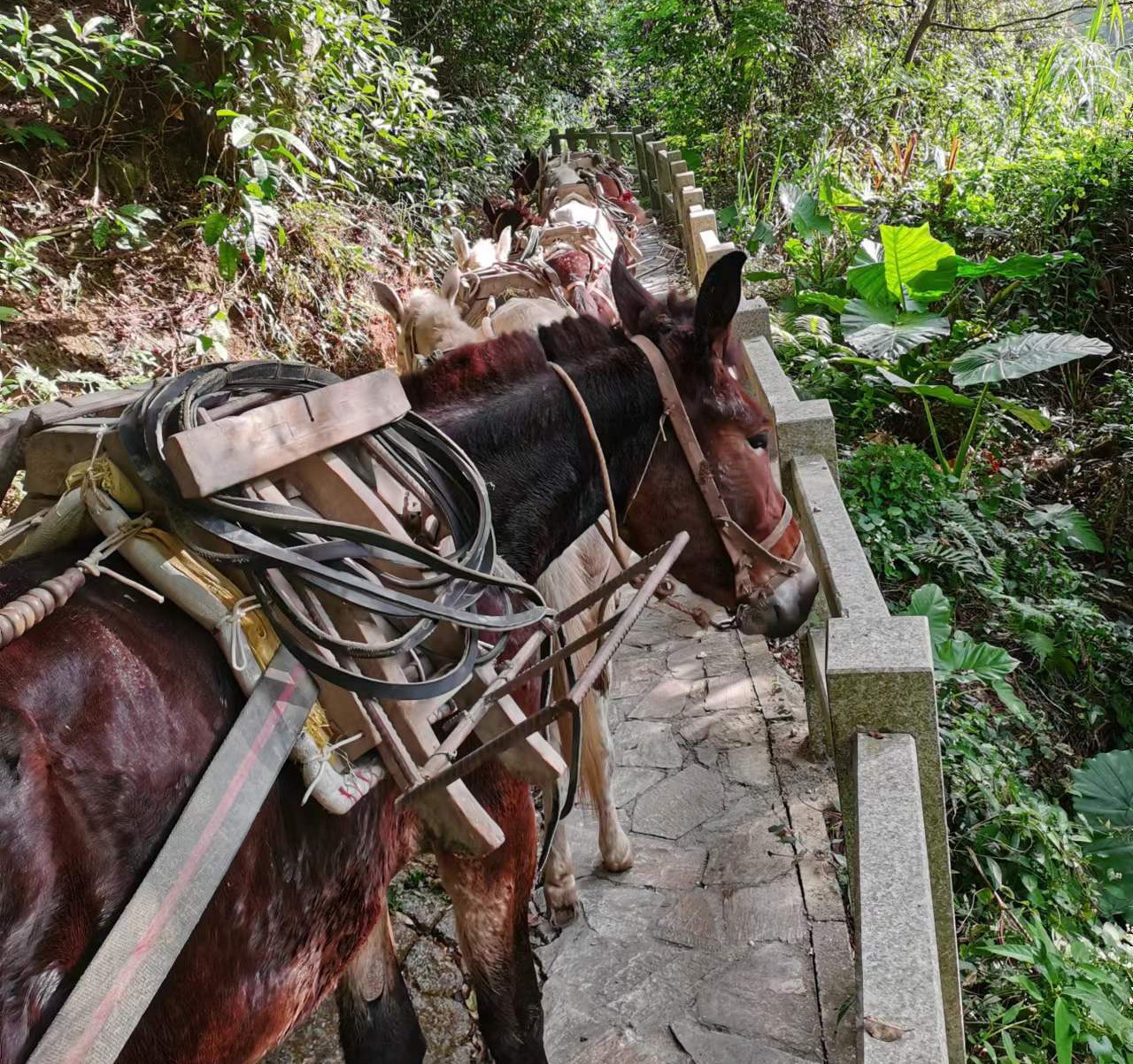 黄埔区马队运输