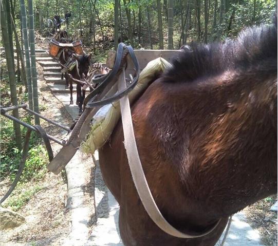 黄埔区骡马队运输