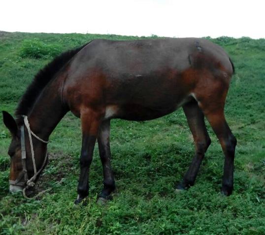 黄埔区骡马搬运