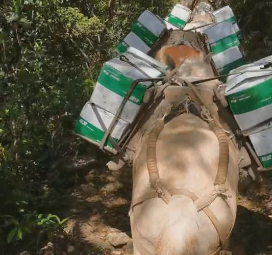 黄埔区骡马山路运输