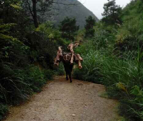 黄埔区骡马运输