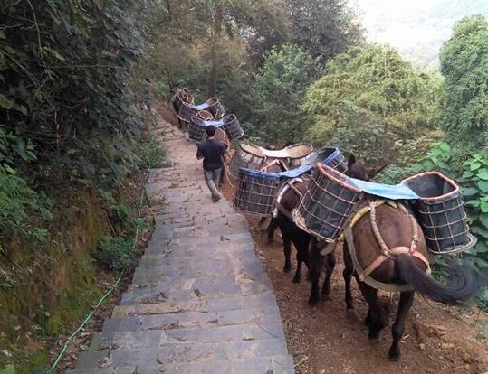 黄埔区骡马运输电话