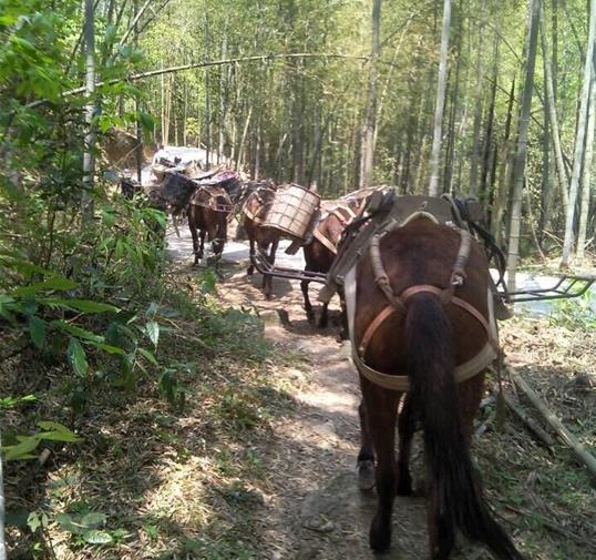 黄埔区骡马运输公司