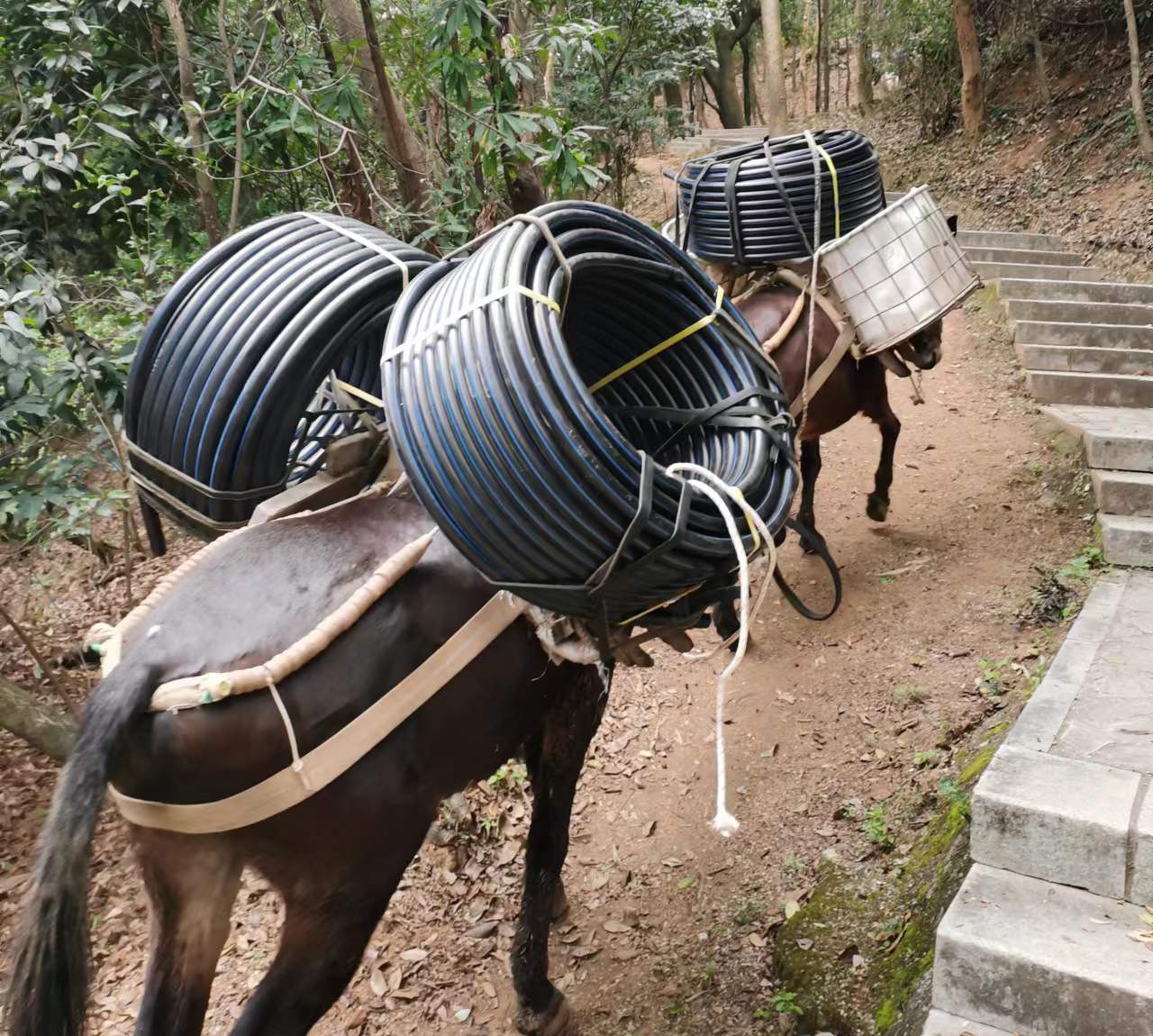 黄埔区马帮运输