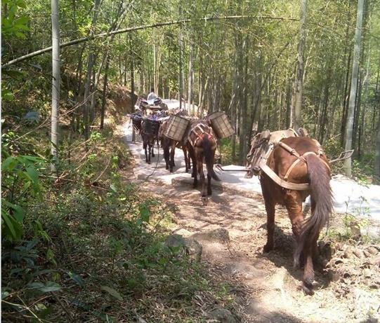 黄埔区马帮运输电话