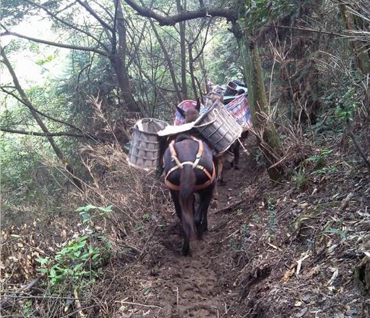 黄埔区马帮运输公司