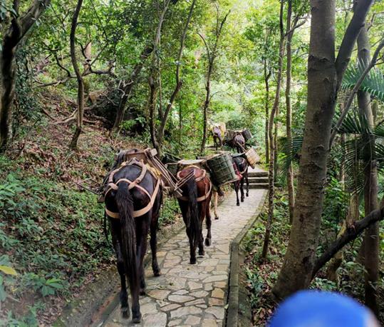 黄埔区马队运输电话