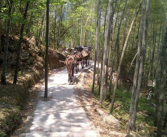 黄埔区马队运输公司