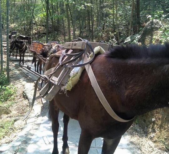 黄埔区山路骡马运输