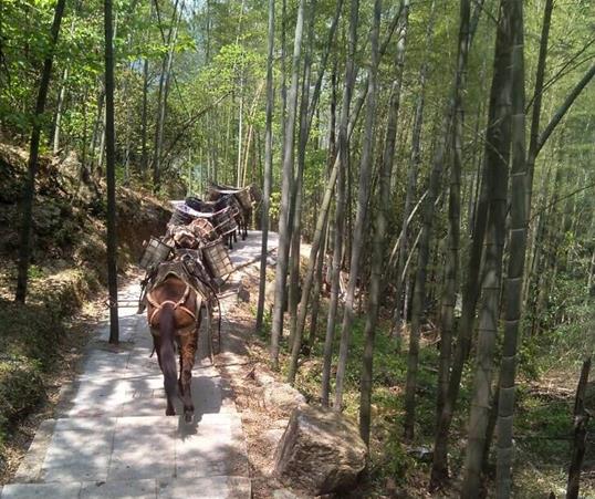 黄埔区山路马队运输