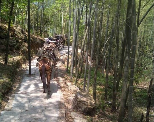 黄埔区山区骡马运输