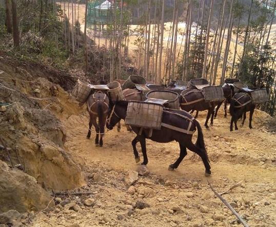 黄埔区山区马队运输